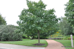 Acer saccharum — photo 2